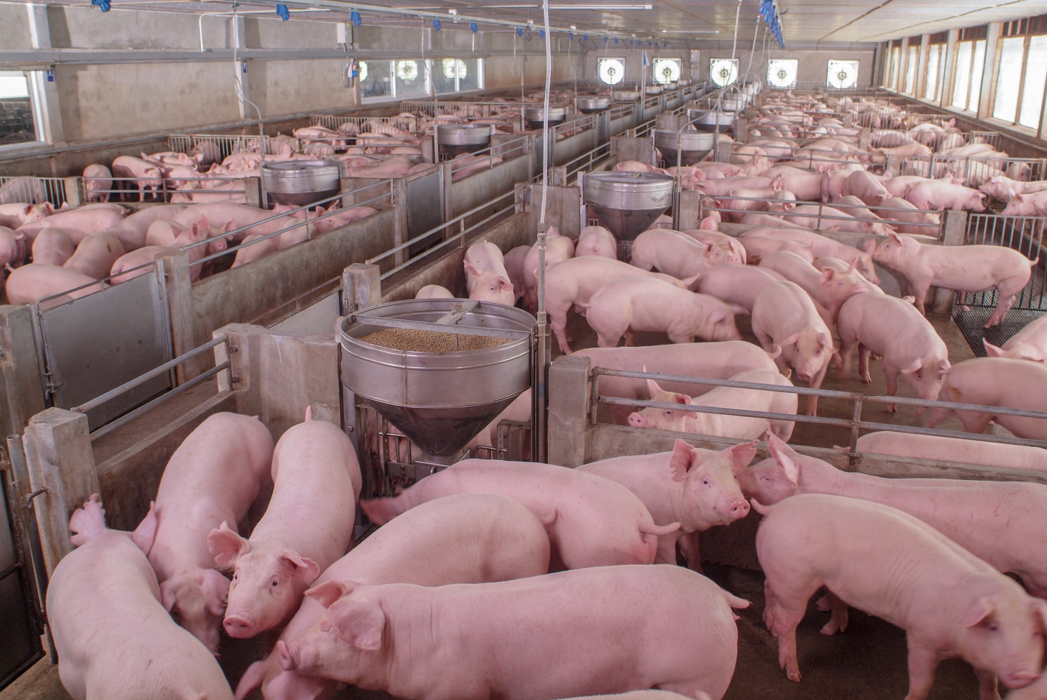 Animal welfare groups seek EU ban on CO2 stunning of pigs