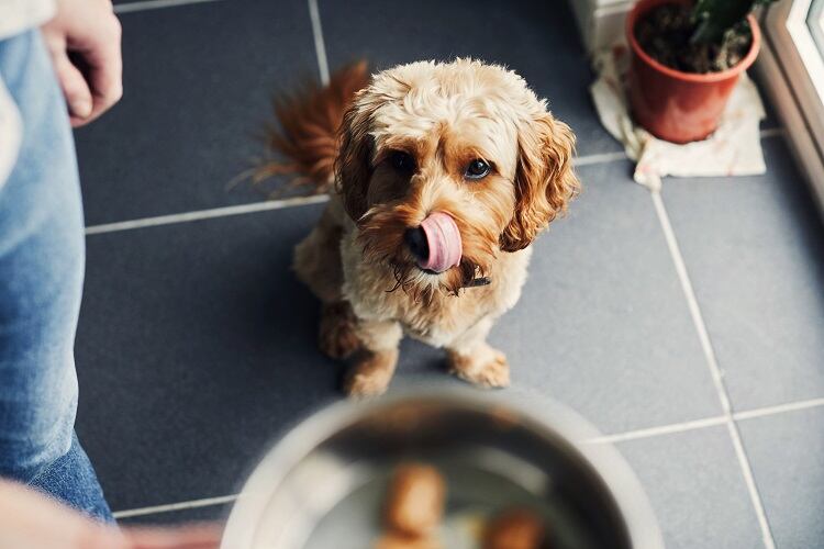 pet-food-Sally-Anscombe.jpg