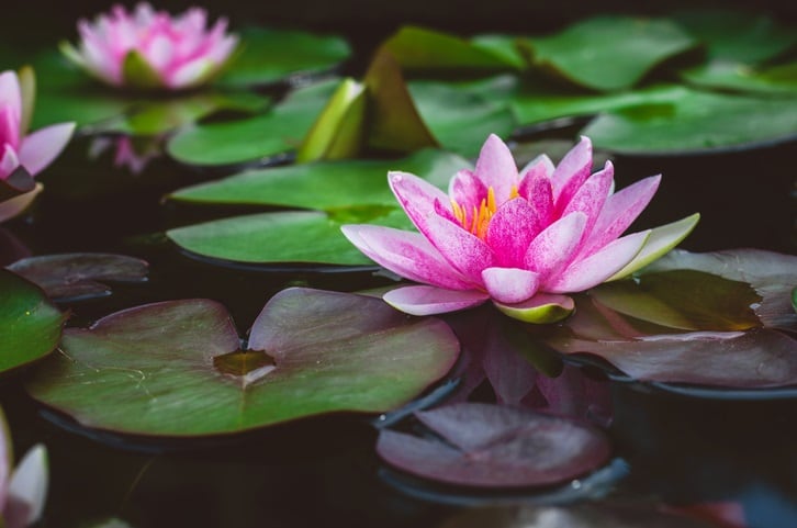 A top trend for 2019: Native brings sustainably farmed lotus seed snacks to UK