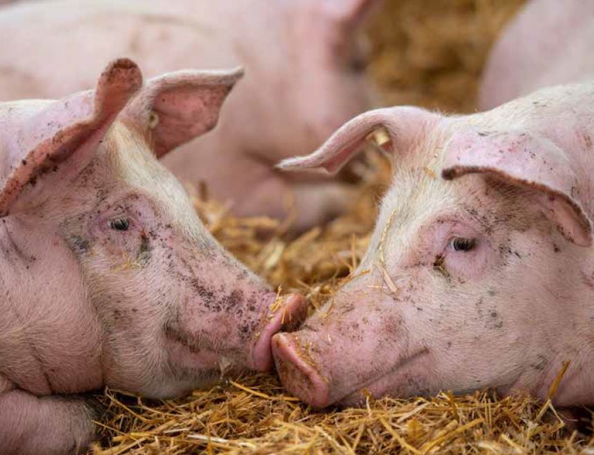 Farmers need to be better protected against the risk of ASF