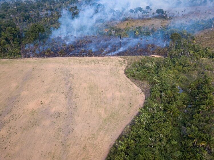 Do due diligence laws actually promote climate smart food? 