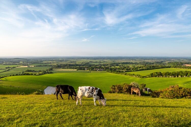 Legislation to end abuses of power in UK dairy supply chain to go before parliament
