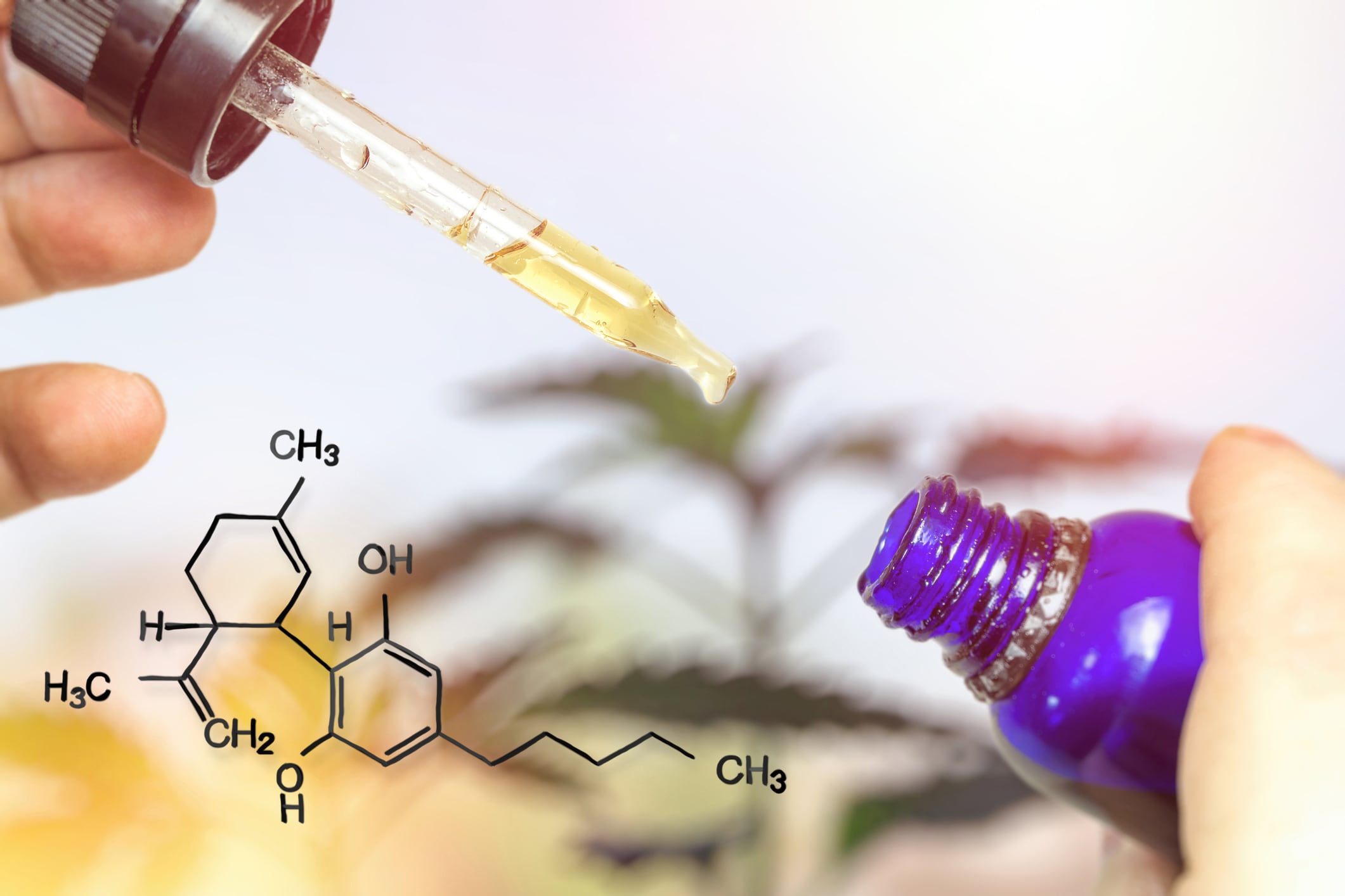 New mouse study finds level of liver toxicity for CBD