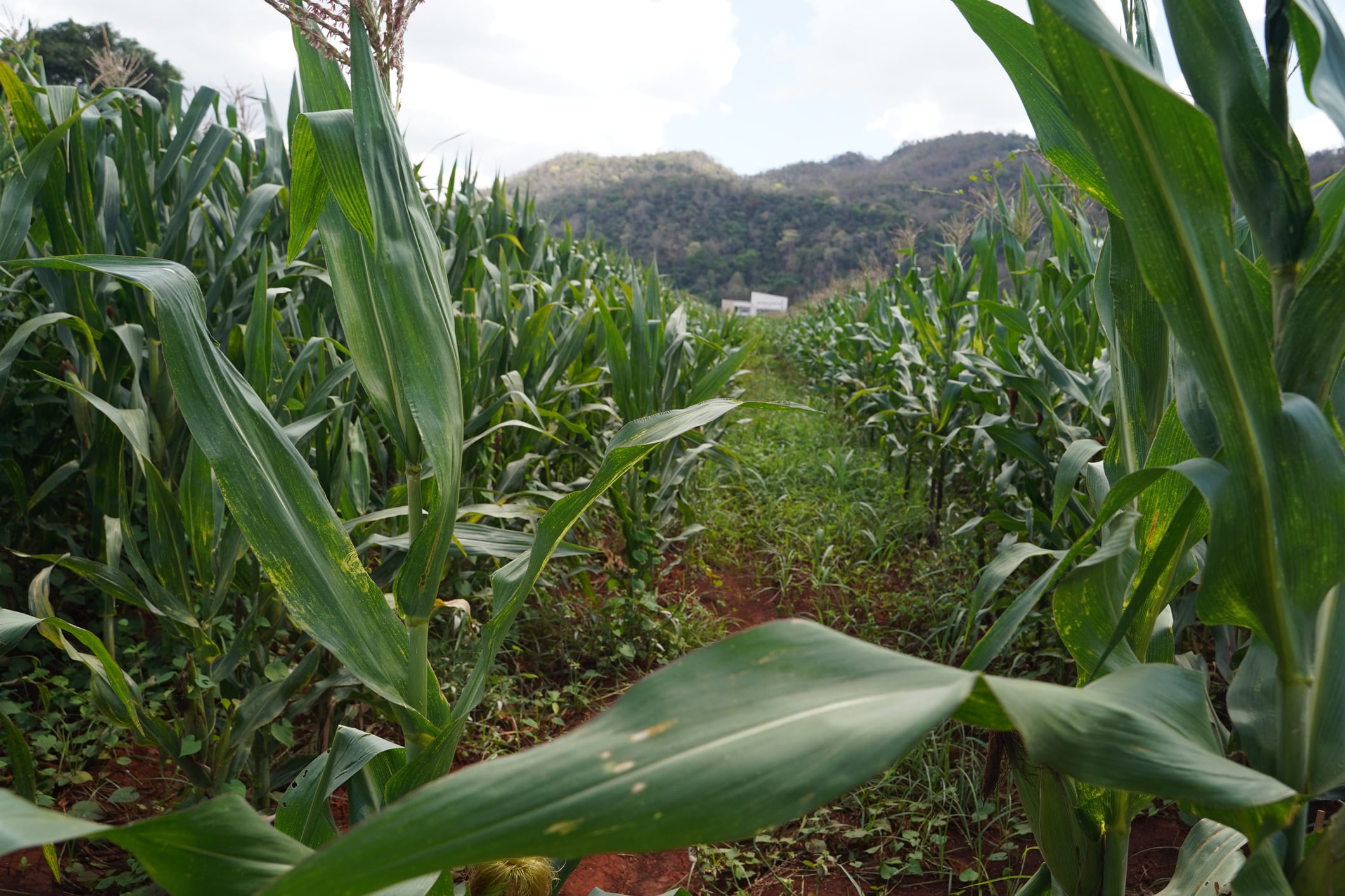 Caption: A breathtaking landscape of diverse crops including Sunn Hemp, golden wheat, blooming sunflowers, and organic maize in a regenerative farm. This integrated agricultural practice focuses on natural soil enrichment, biodiversity, and carbon sequestration in the Asia-Pacific region.