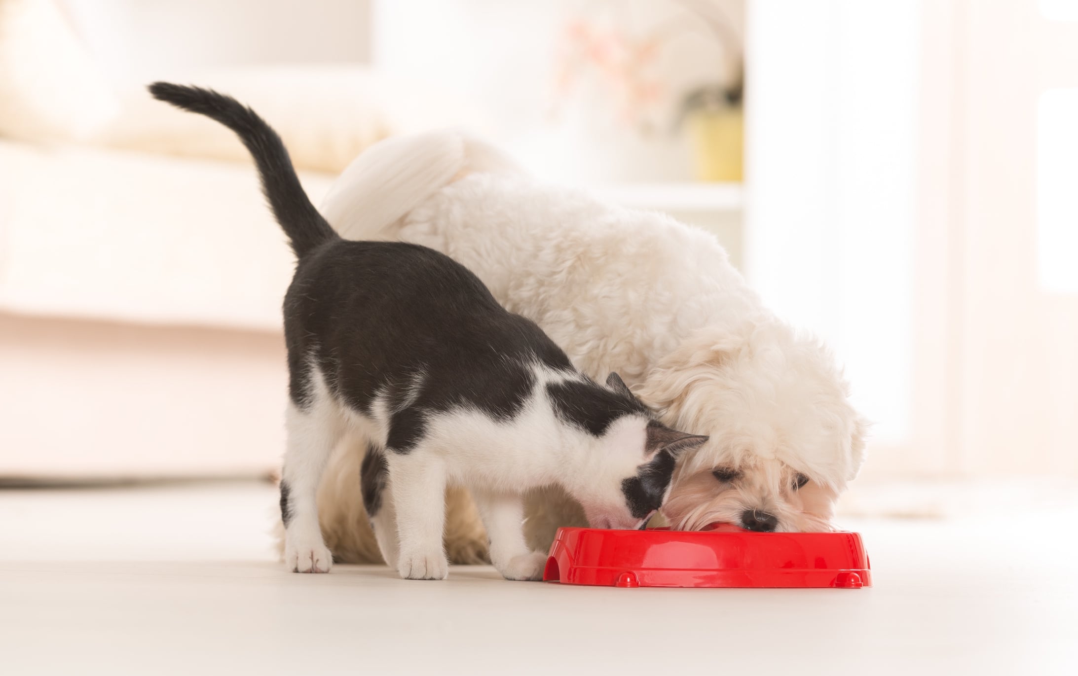 Vet-who-advocates-home-cooking-for-pets-says-supplements-play-key-role-in-keeping-them-healthy.jpg