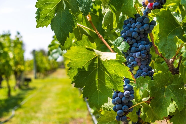 Grapes-GettyImages-Aleksandr_Vorobev.jpg