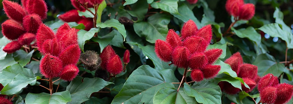 F-B-manufacturers-benefit-from-sustainable-ingredient-innovation.jpg