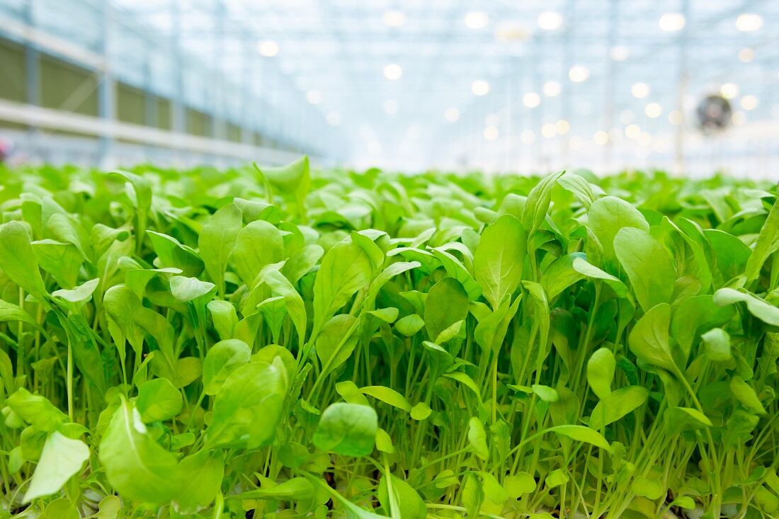 BrightFarms acquired by Cox Enterprises: 'I don’t see any reason why in 10 years, 50% of leafy greens won't be grown indoors'