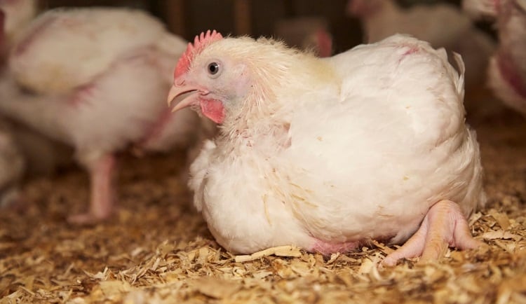 Waitrose-makes-Better-Chicken-Commitment-pledge.jpg