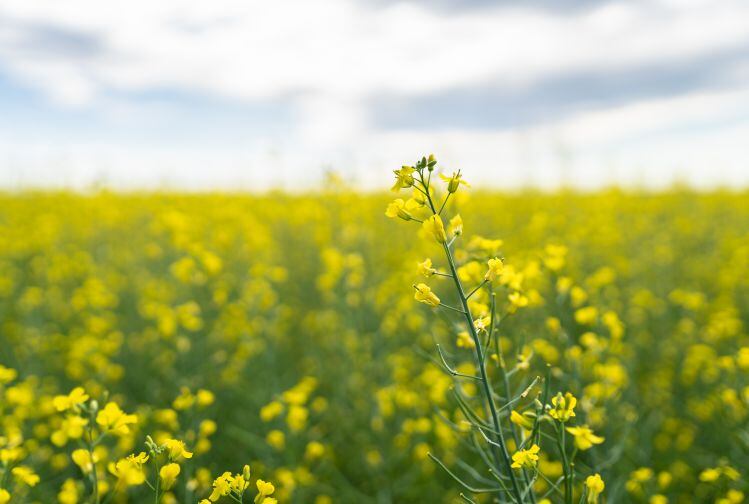 Canola-field-Merit-Functional-Foods.jpg