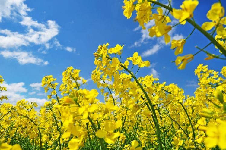 New kid on the block… canola protein