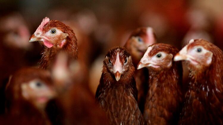 Tyson Foods implements US Poultry welfare program