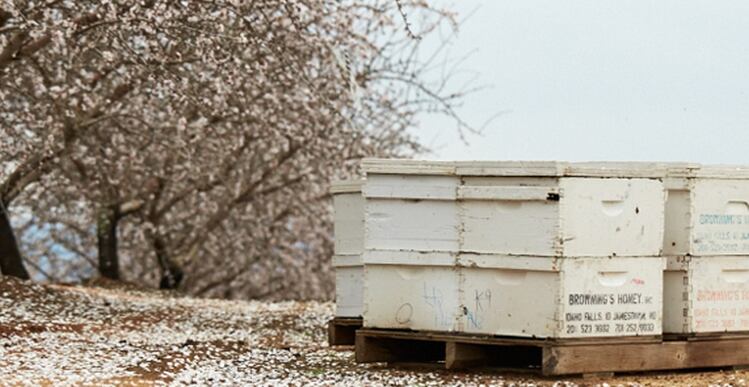 SPECIAL-REPORT-Bee-friendly-Pollinating-California-s-almond-crop.png