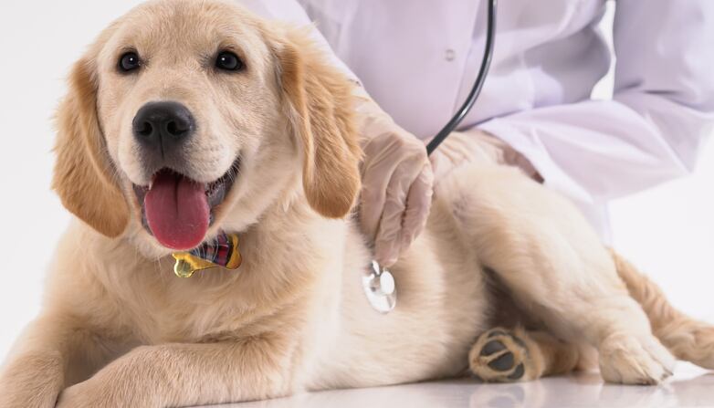 Study confirms low glycemic properties of isomaltulose in dogs