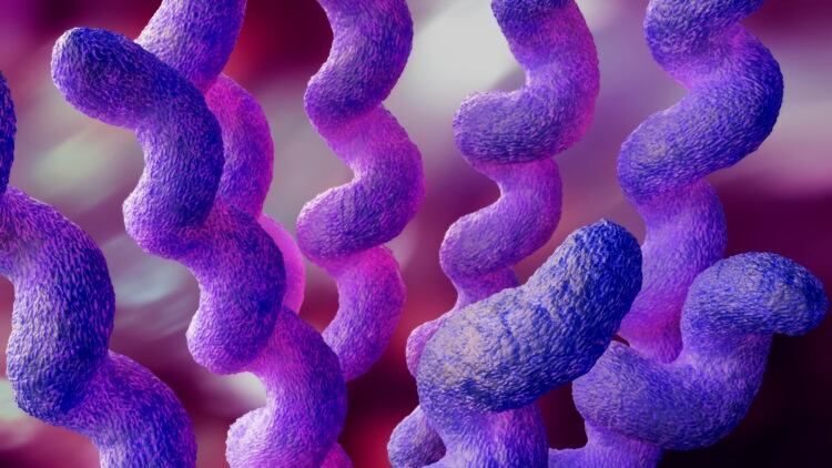 Campylobacter cases in Denmark on the rise