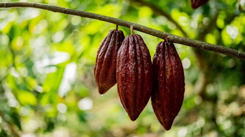 Gene-editing can create desirable crop traits and is a crucial tool in responding to climate change.