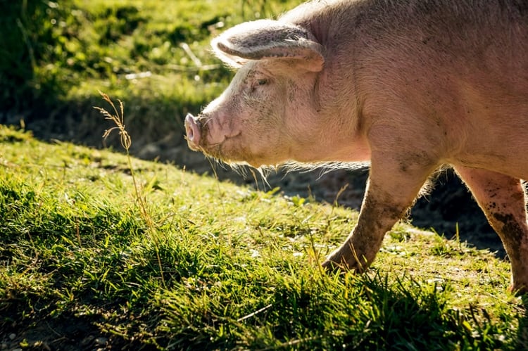 Brazil expects Russia to lift embargo on swine meat