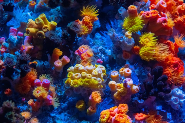Mars-talks-mission-critical-coral-reef-restoration.png