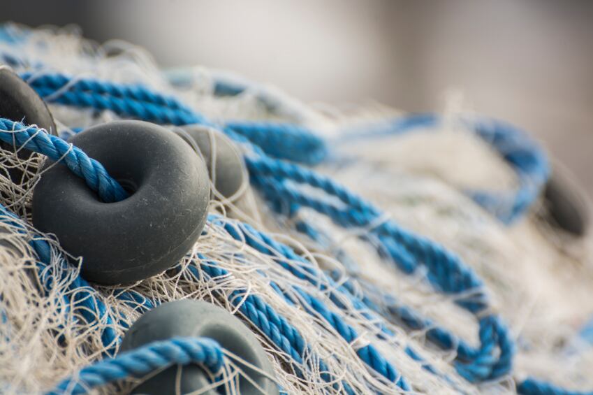 fish-fishing-net-marine-sea-iStock.com-SonerCdem.jpg