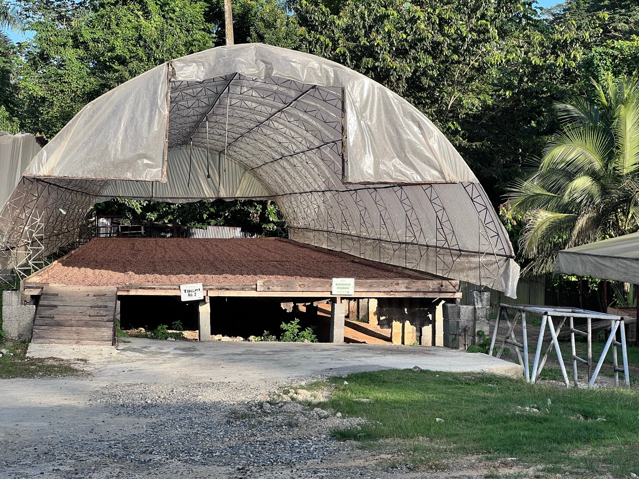 Organic beans drying in sun