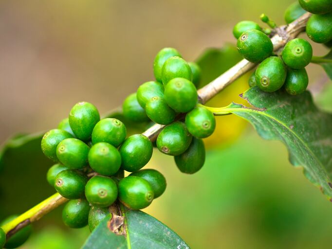 Sucafina looks to AI to cut carbon footprint of coffee sales