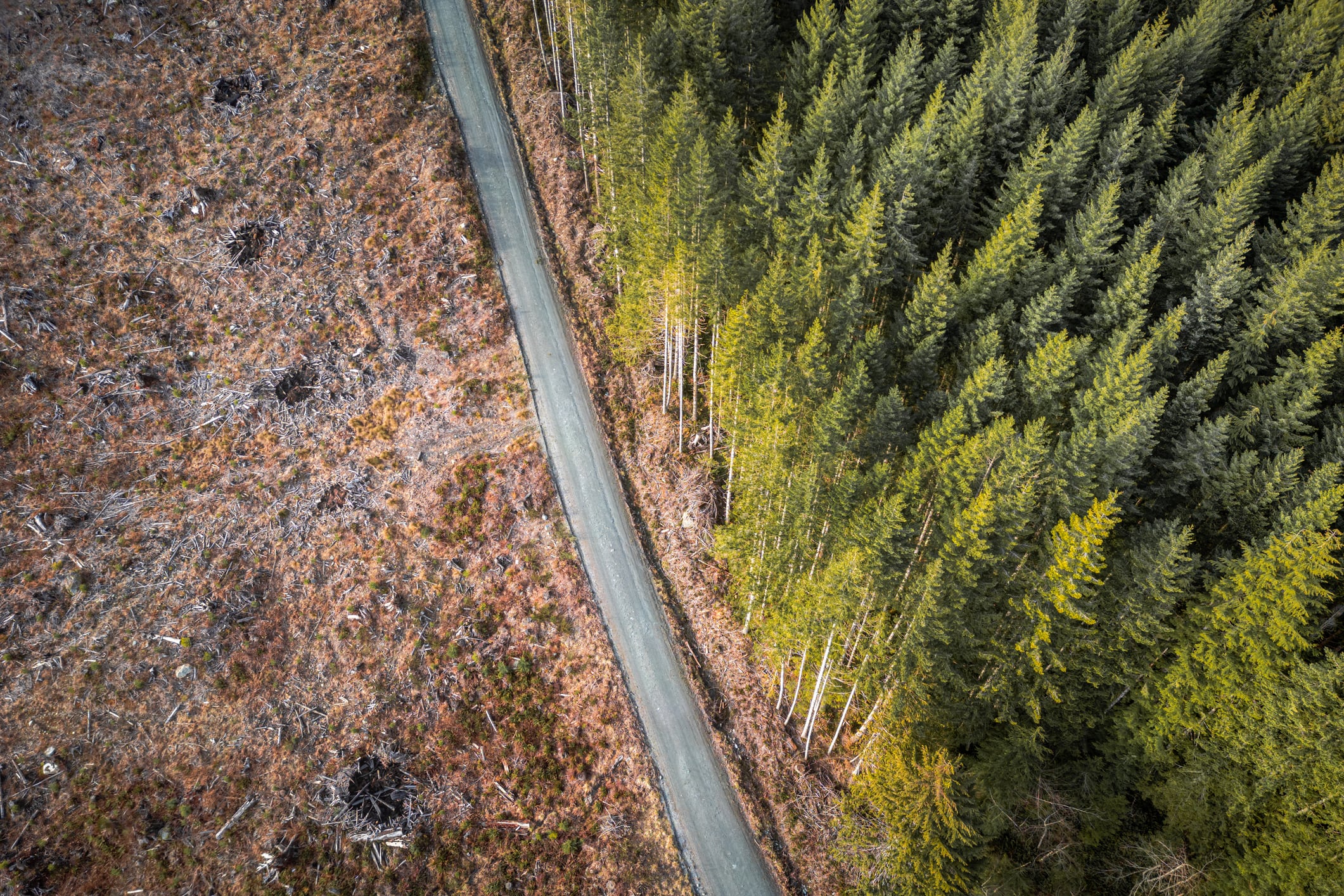 Logged area on Vancouver Island as seen by drone.