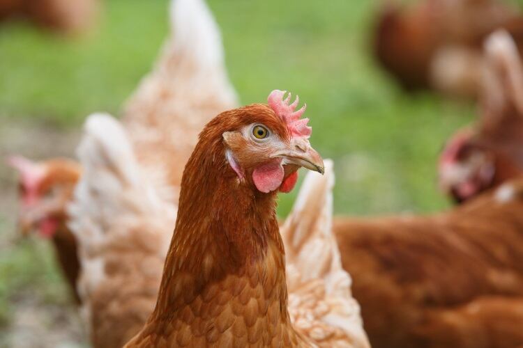 Hong Kong suspends poultry from Denmark region after AI scare