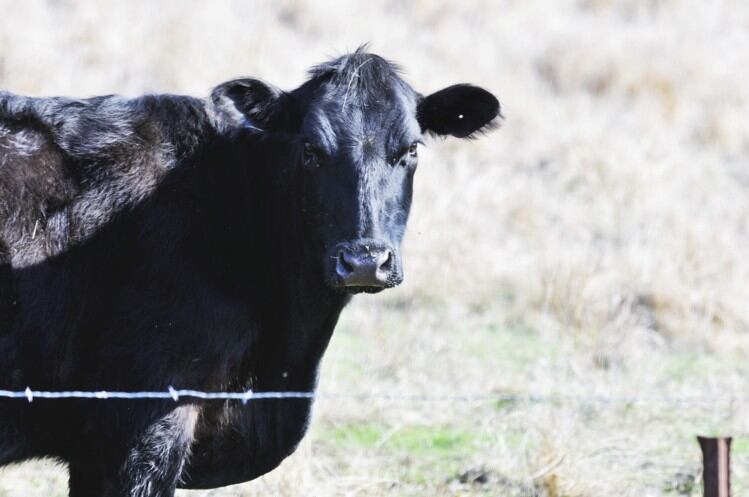 Russia’s biggest meat producer closes online store