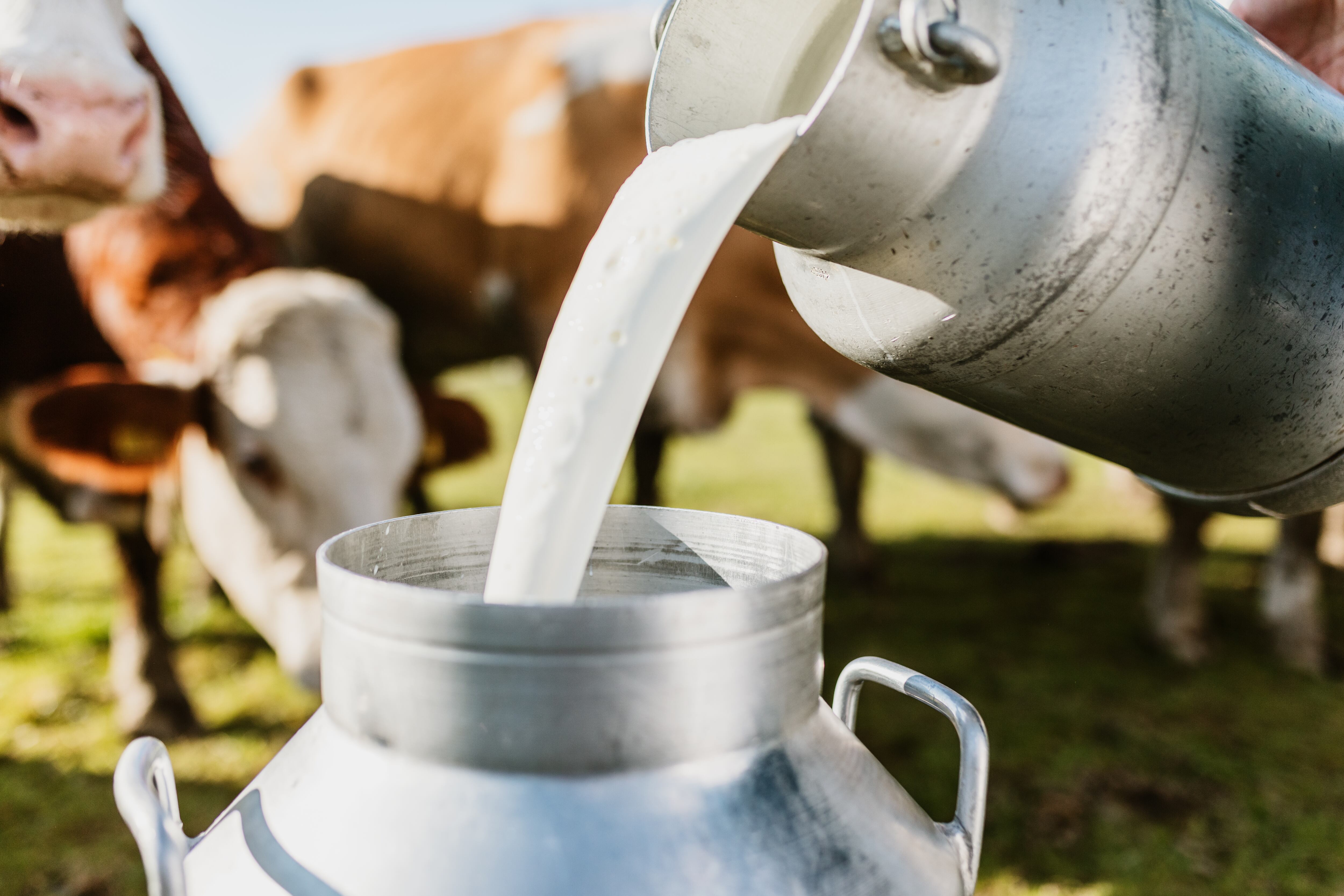 Milk being poured into bucket