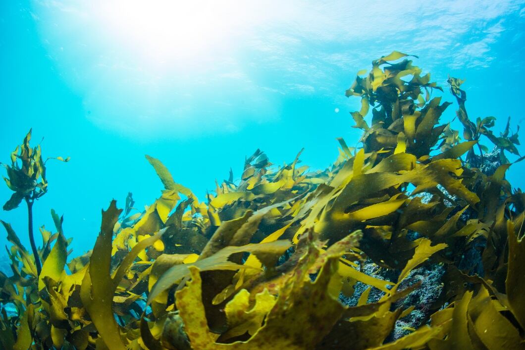 Seaweed-getty-inusuke.jpg