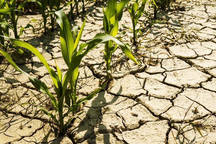 As the heat hits, are we now facing a vegetable supply crisis?