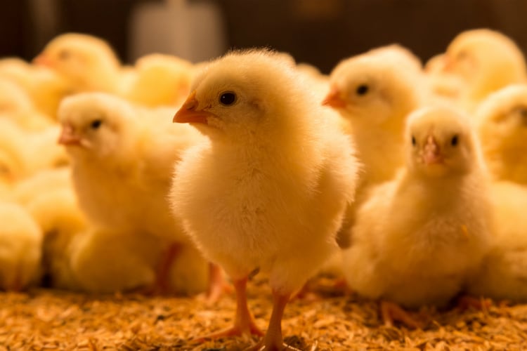 US updates national poultry improvement plan
