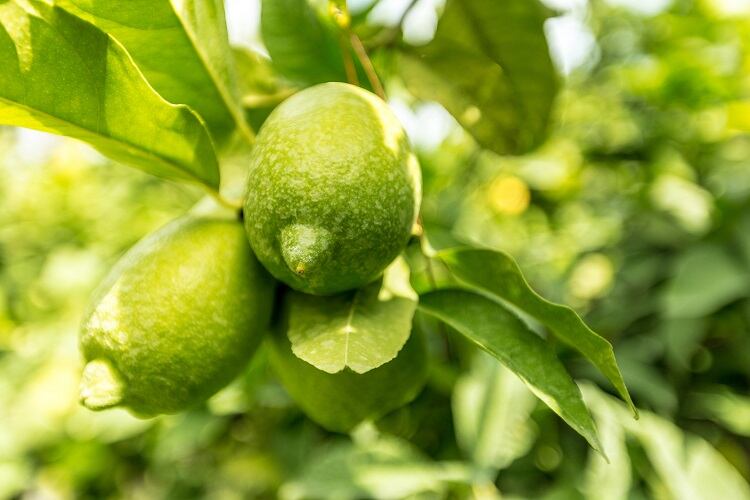 New lime powder meets ‘strong market demand’ for Latin American flavours