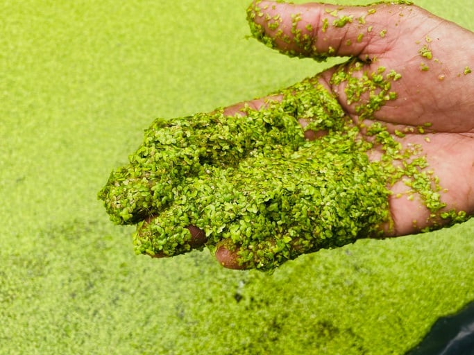 ‘This ticks every box worth ticking’: The agri-tech start-up aiming to grow water lentils at scale