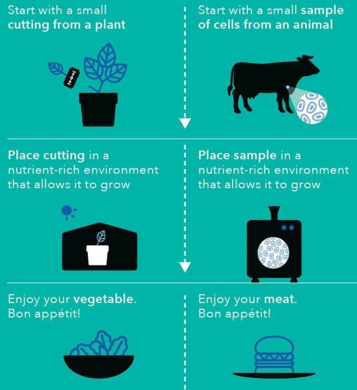 cultivated-meat-diagram.jpg