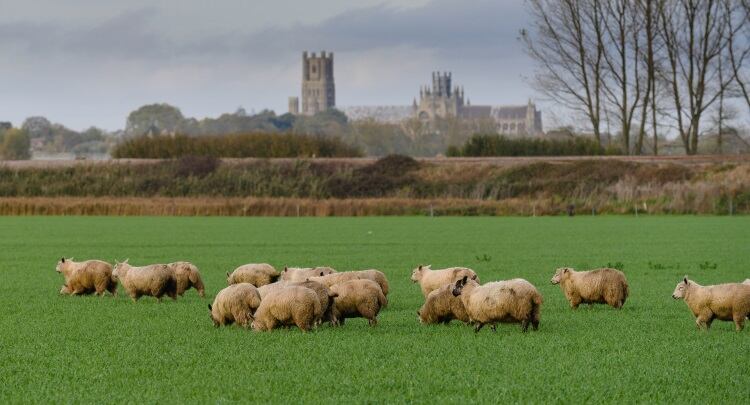 Waitrose makes British lamb pledge