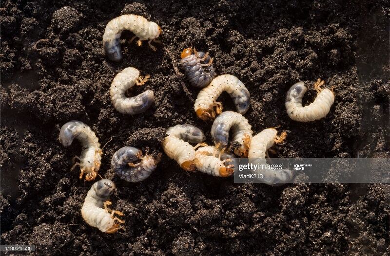 UK unveils insect industry funding for greener animal protein production 
