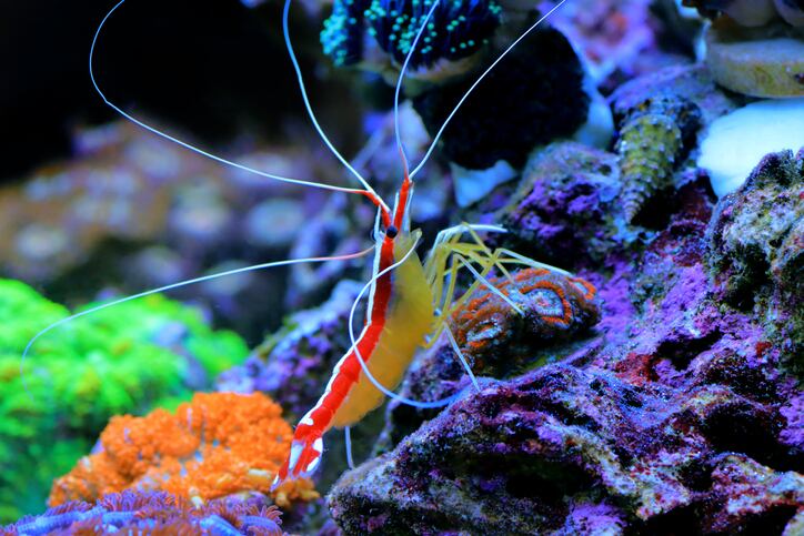 Researchers look to ‘brilliant whiteness’ in shrimp stripes to find E171 alternative