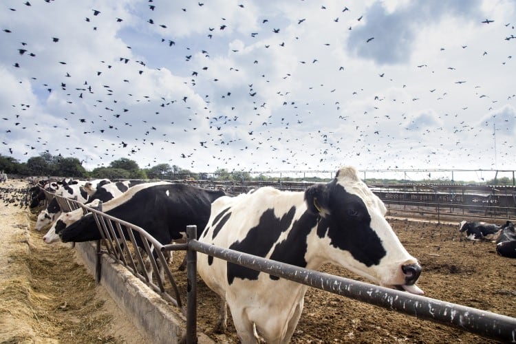 US dairy needs to stamp out H5N1 bird flu in 2025