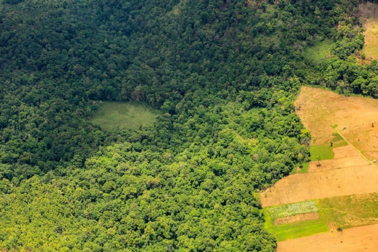 Greenpeace slams certification schemes, inciting criticism: ‘The NGO is using palm oil as cannon-fodder to sway EU lawmakers’