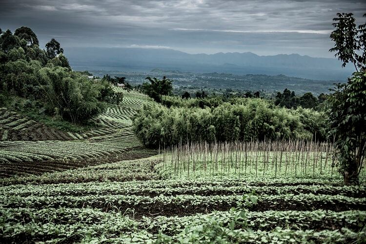 Growing coffee in conflict areas: Nespresso invests in eastern Democratic Republic of the Congo