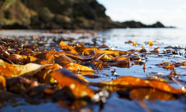 Algaia acquired by JRS Group to meet ‘fast-growing’ demand for seaweed-based products