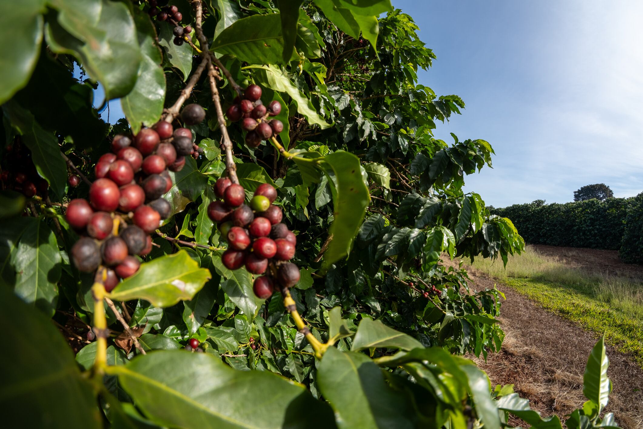 coffee plants with ripe fruits on a sunny morning.