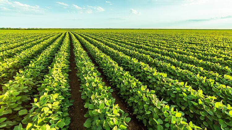 Key Ways ADM Can Help You Address Your Climate Goals