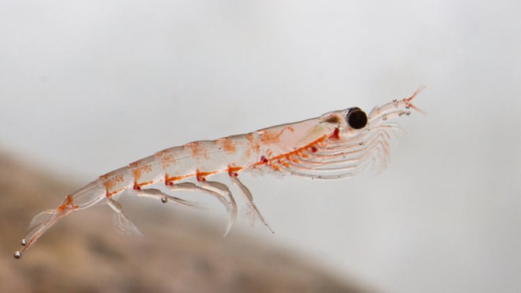 Critical mass hit: Krill oil supplementation for anti-ageing on the rise in China – Aker BioMarine CEO