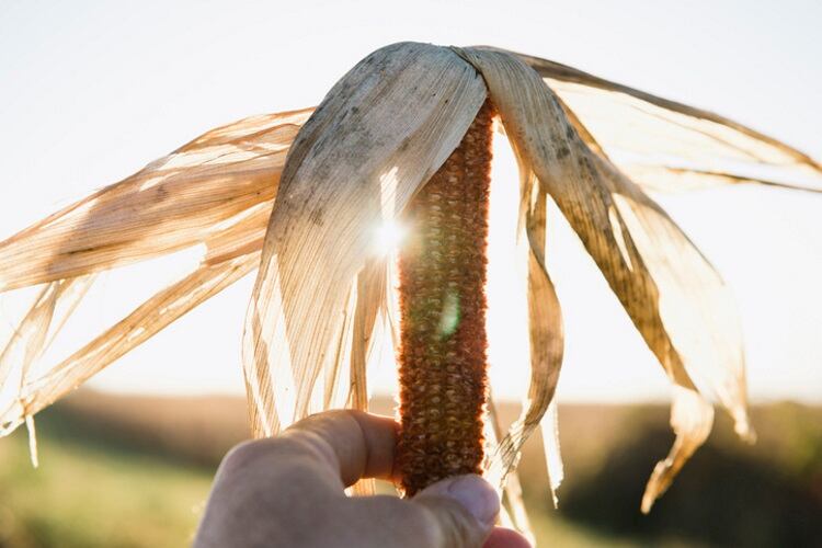 Dried-corn-cob-Matt-Hoover-Photo.jpg