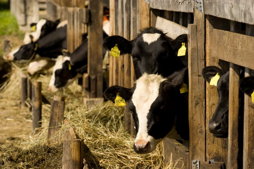cattle_beef_feedlot.jpg