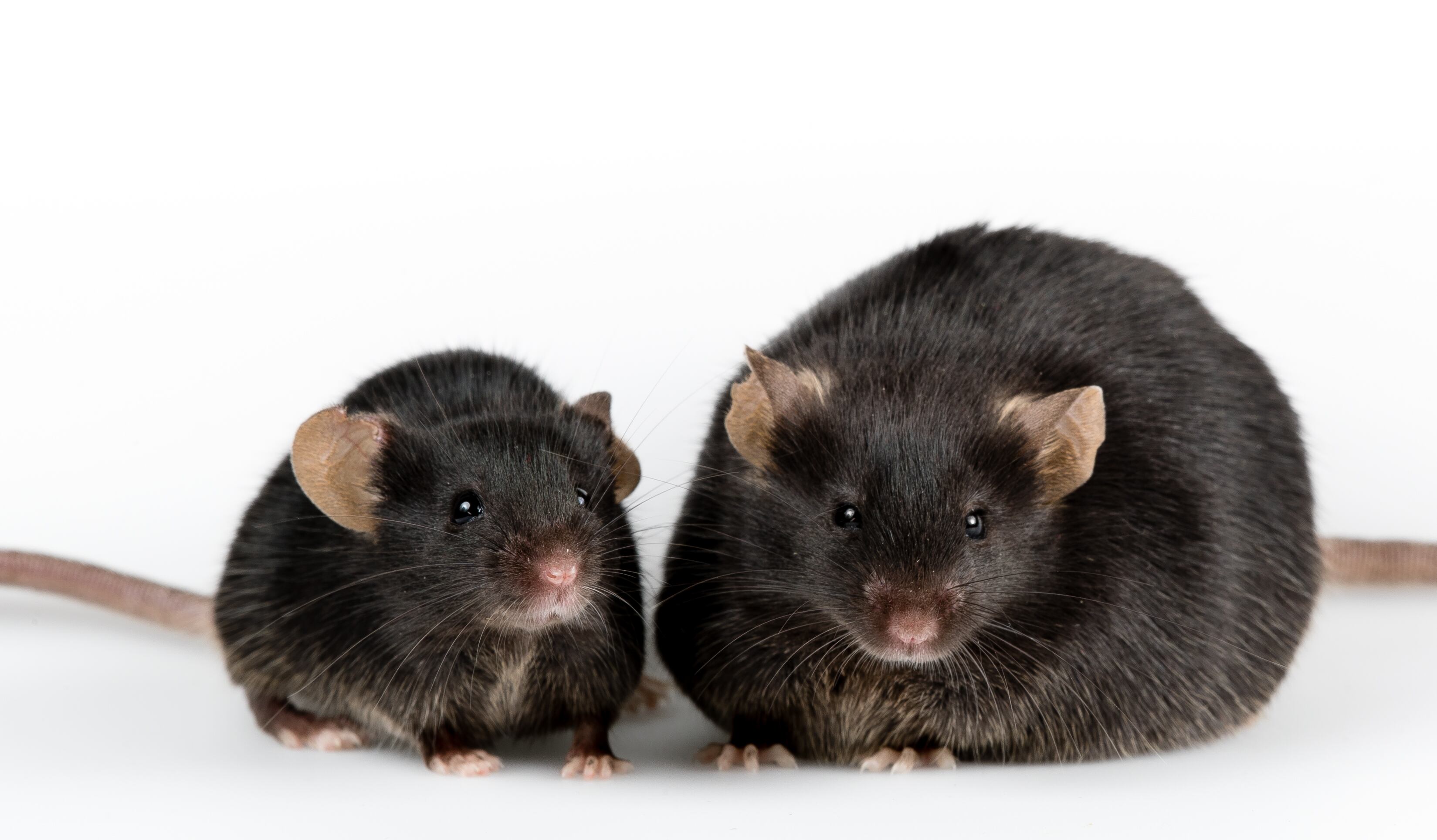 Probiotic-L.-plantarum-may-have-beneficial-anti-obesity-effects-for-mice-at-least.jpg