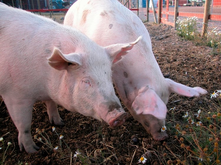 Polish meat business develops pig breeding programme