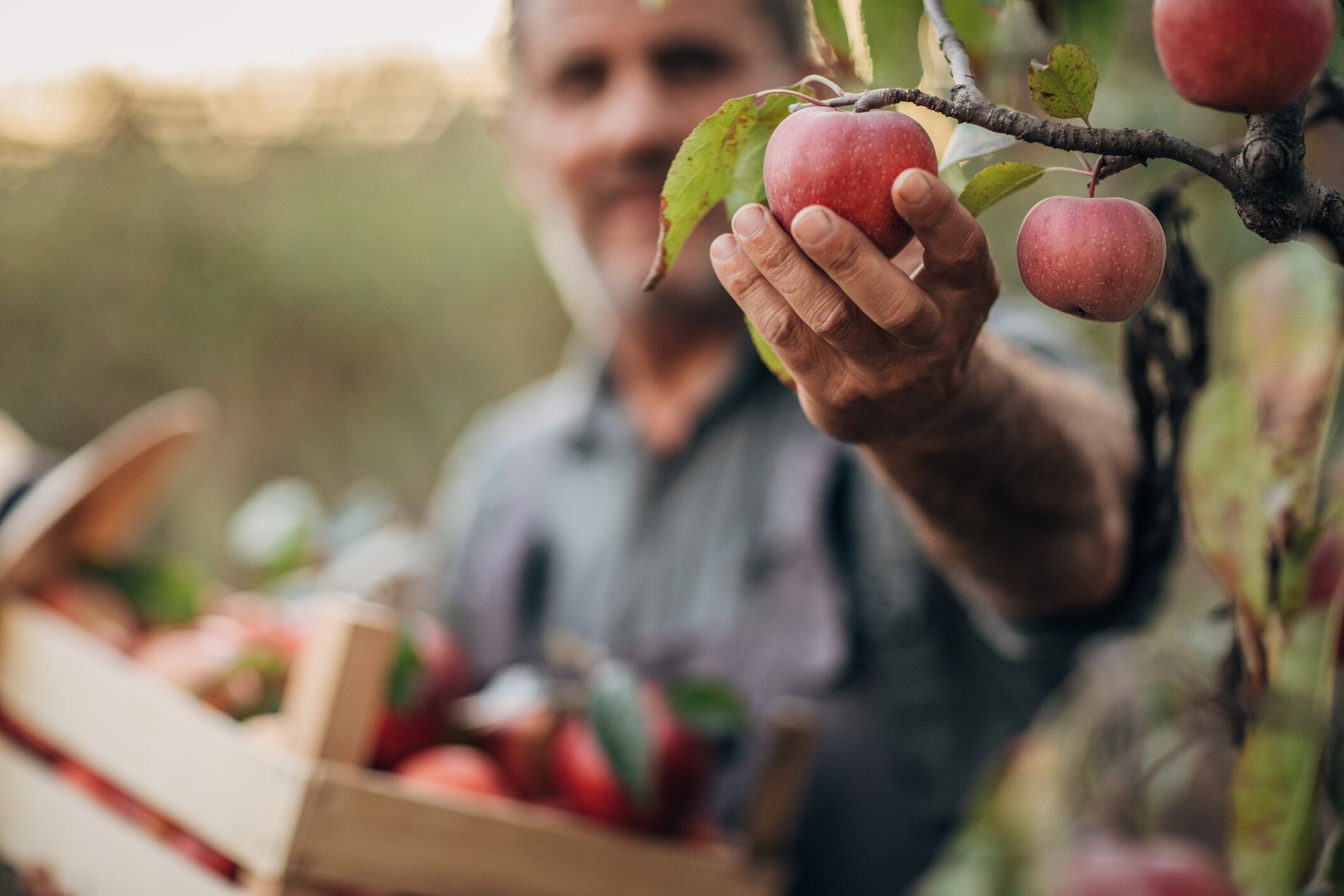 What happens when apple growers spend more on labor than their crop is worth?